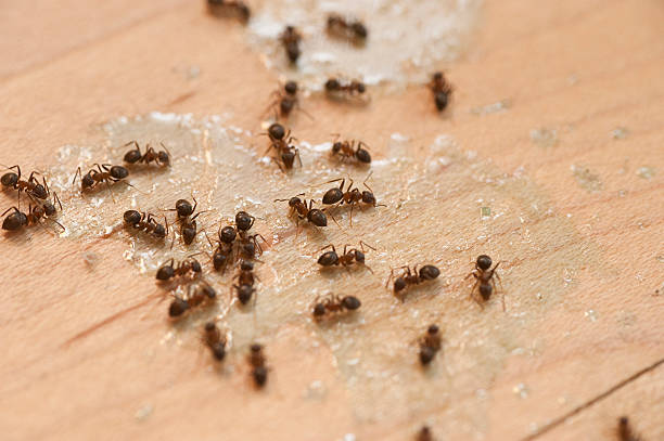 Best Bed Bug Extermination  in Green Hill, TN